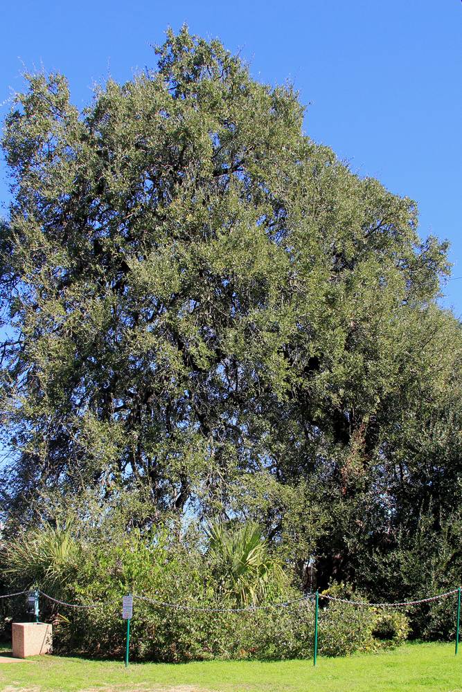 The Treaty Oak in Austin, Texas, a wide live oak in a small fenced park, in January 2015