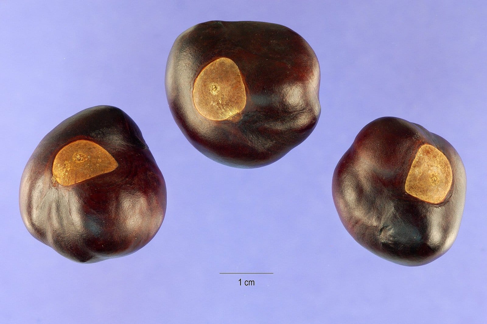 Three shiny brown Ohio buckeye nuts with light tan patches