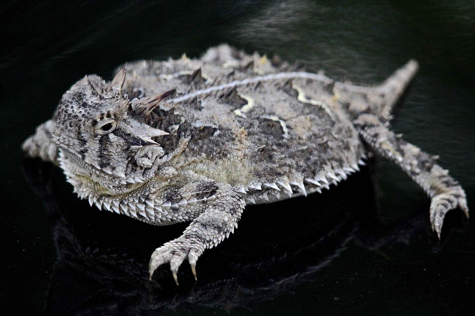 Close-up of a spiky Texas horned lizard