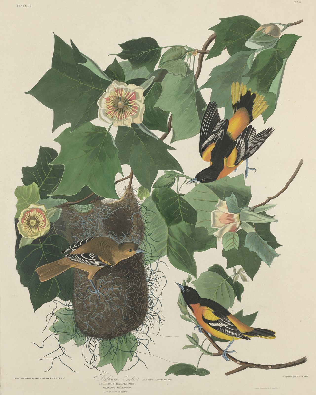 John James Audubon's 1827 Baltimore Oriole plate: orange-and-black orioles around a hanging nest