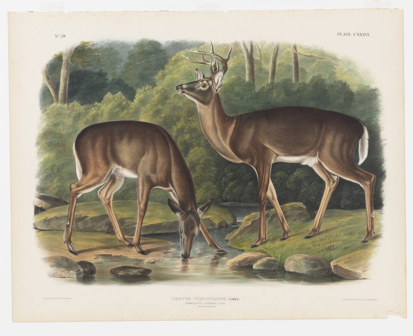 A white-tailed buck with antlers stands beside a doe drinking from a stream, plate 28 of The Viviparous Quadrupeds of North America after J.W. Audubon