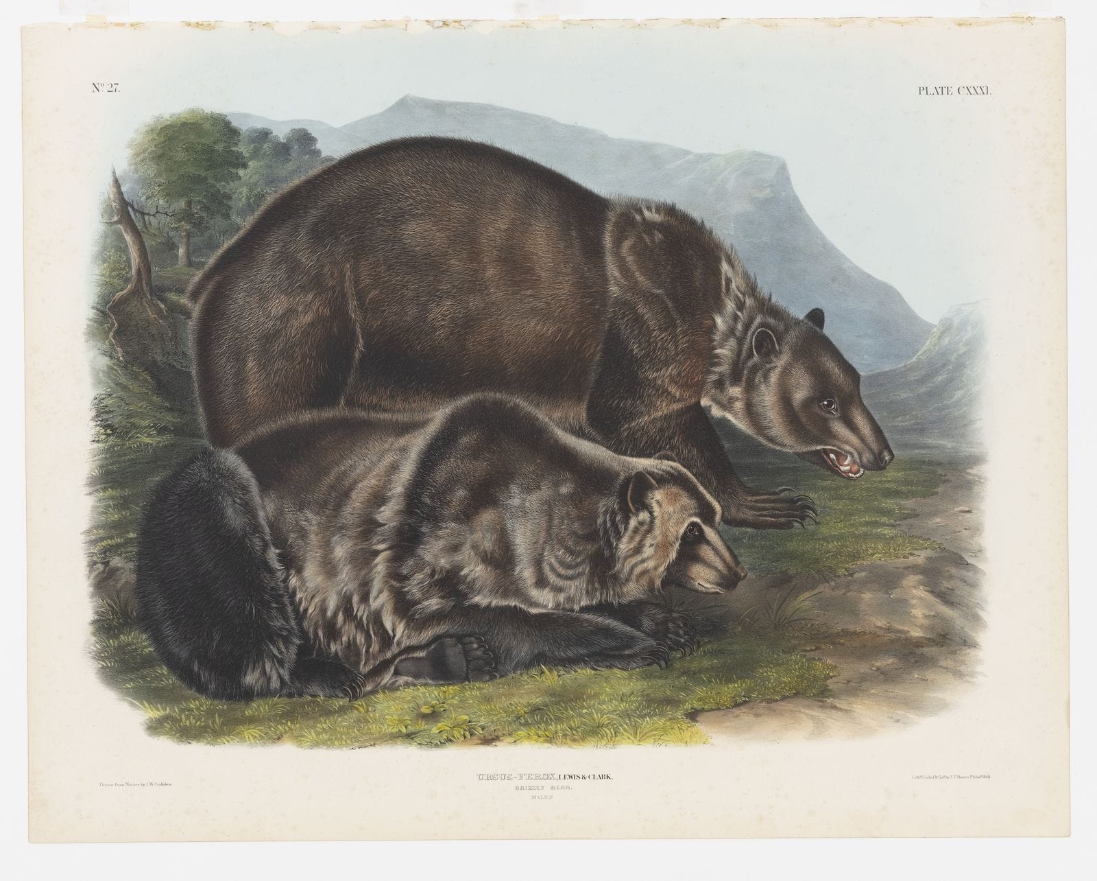Two grizzly bears in a mountain landscape, plate 27 of The Viviparous Quadrupeds of North America, lithograph by J.T. Bowen after J.W. Audubon, 1848