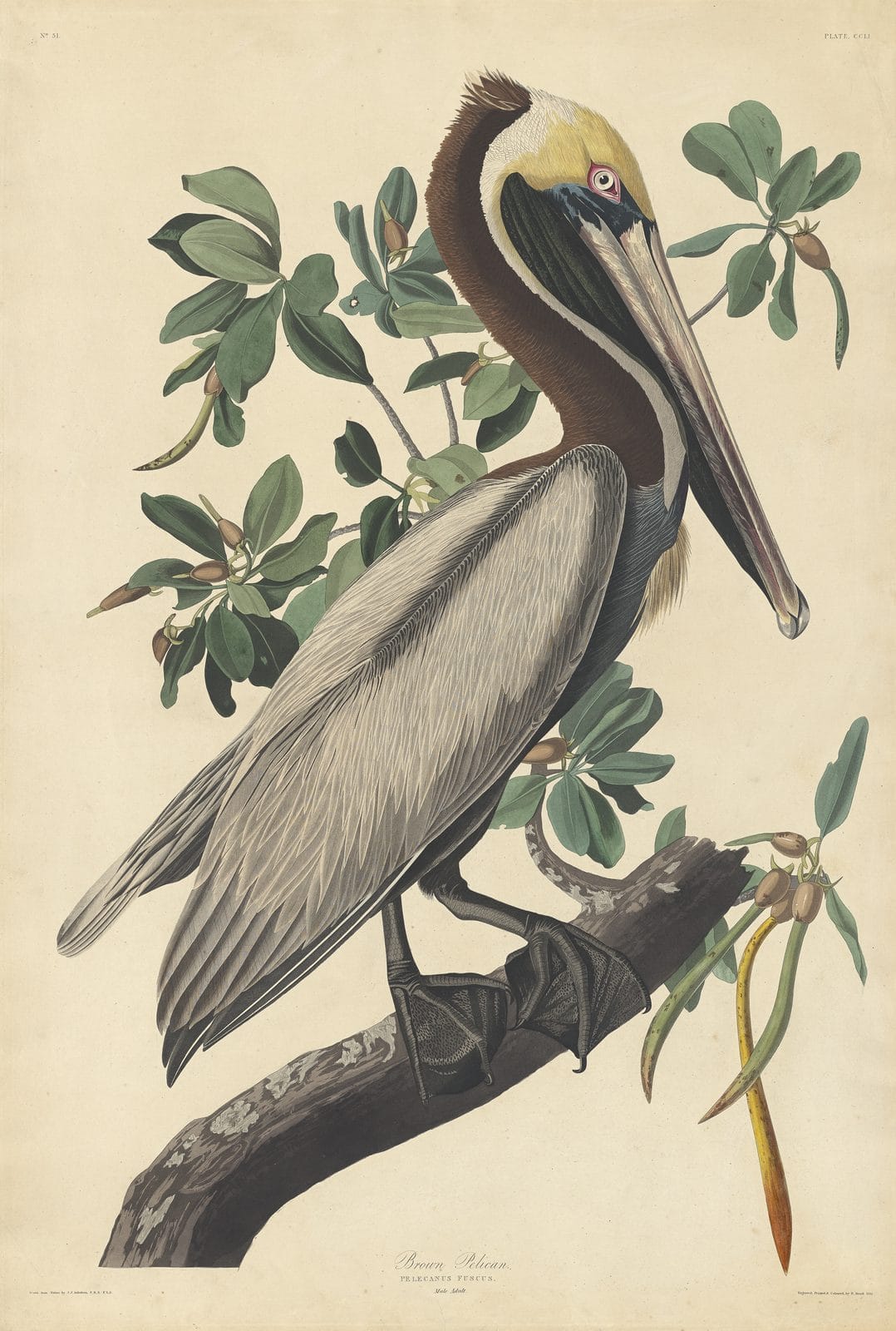 Audubon's Brown Pelican plate from The Birds of America, a brown pelican perched on a mangrove branch, engraved by Robert Havell, 1835
