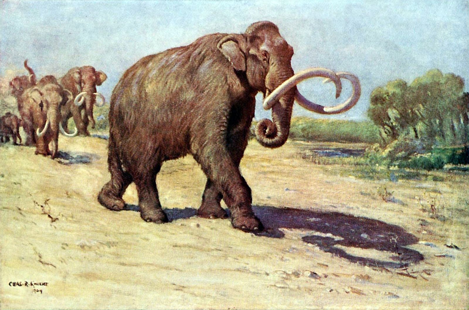 Charles R. Knight's 1909 painting of a Columbian mammoth with long curved tusks walking across a dry plain, a herd behind it