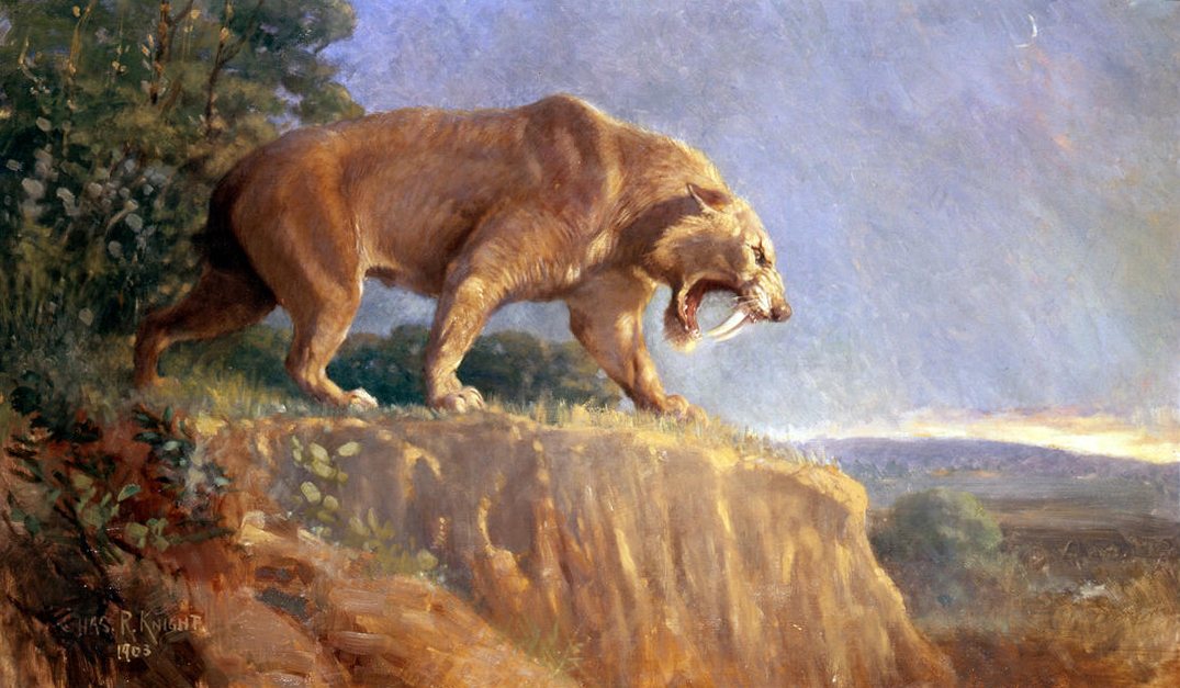 Charles R. Knight's 1903 painting of a saber-toothed cat (Smilodon) roaring on a cliff edge